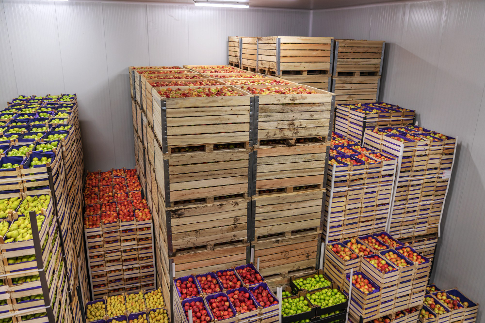 apples-pears-crates-ready-shipping-cold-storage-interior (1) 1